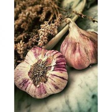 NATURE PLANT VEGETABLE GARLIC BULB FOOD COOL POSTER ART PRINT PICTURE BB1612A