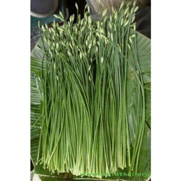 300 Seeds Garlic chives Leek Chinese Chives Oriental Garlic + Delivery