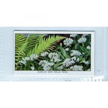 #15 Garlic and Male Fern - Life In A Hedgerow Card