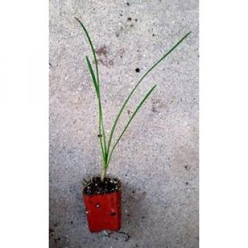 Society Garlic (Tulbaghia violacea) - Flowering Plant - LIVE POTTED - 8&#034;+