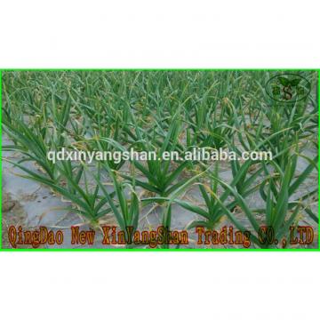 (HOT) 2017 year china new crop garlic Fresh  white  GARLIC/GARLIC  SIZE:  More Than 5CM
