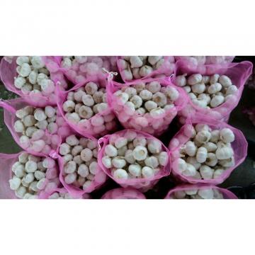 Hot 2017 year china new crop garlic selling  normal  white  fresh  garlic price