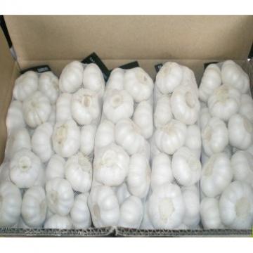 Laiwu 2017 year china new crop garlic natural  white  fresh  garlic  with mesh bag carton