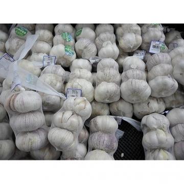 2017 2017 year china new crop garlic normal  white  fresh  garlic  with good price