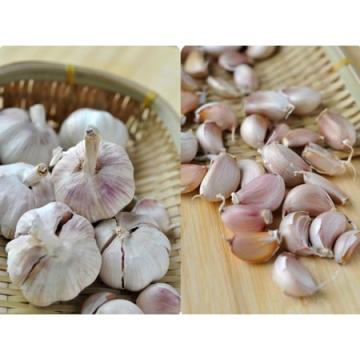 2017 2017 year china new crop garlic fresh  natural  white  garlic  or red garlic