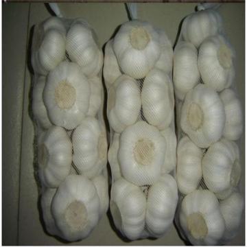 2017 2017 year china new crop garlic new  crop  bulk  garlic  with competitive price
