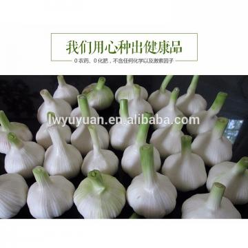 YUYUAN 2017 year china new crop garlic brand  hot  sail  fresh  garlic garlic market price