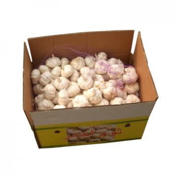 Hot 2017 year china new crop garlic Sale  new  harvest  normal  garlic in brine price with high quality