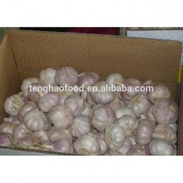 2014 2017 year china new crop garlic new  crop  ,5.5cm  up  ,fresh nomal white garlic