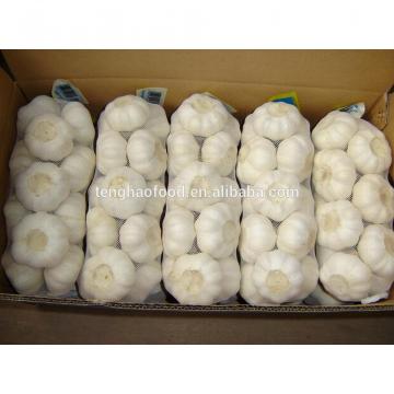 Chinese 2017 year china new crop garlic 2017  new  crop  garlic  (4.5cm 5.0cm 5.5cm 6.0cm) normal/pure white garlic,mesh bag or carton packing