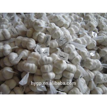 Chinese fresh galic suppliers with best price