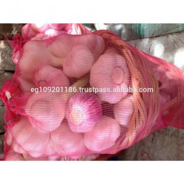 Fresh Red ( Chines type ) Egyption Garlic