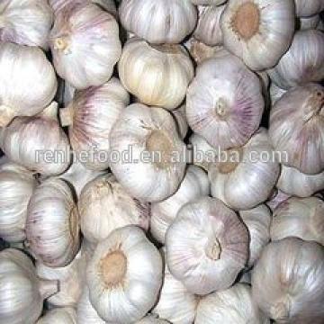 Fresh White Garlic with Carton Packing