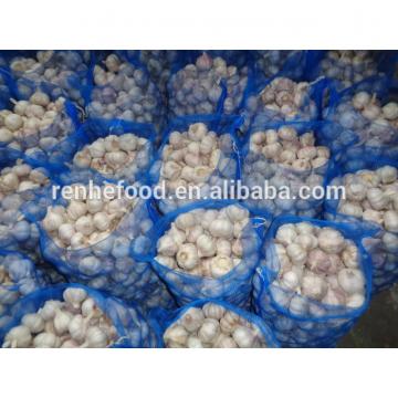 Export Fresh Garlic All Year Around