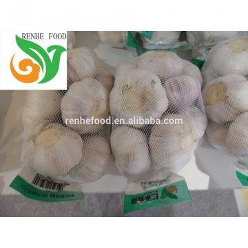 Garlic Export To The World Market