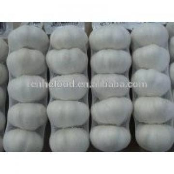 reliable garlic supplier / fresh chinese garlic