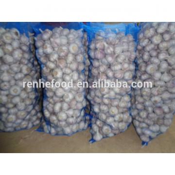 Sell Vegetable white Garlic for Dubai