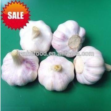 2017 New Crop Fresh White Garlic with Carton Packing