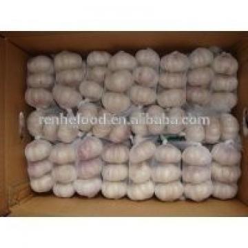 New Arrival with high quality White garlic for sale