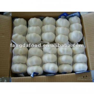 crop Chinese pure white garlic packed in carton