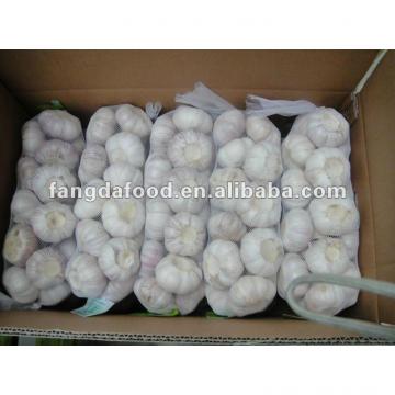 new crop fresh chinese garlic