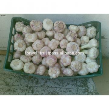 Best Price Natural Chinese Fresh Red / white Garlic