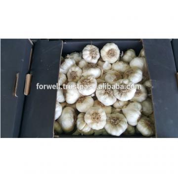 promotion Best Price Natural Chinese Fresh Red / white Garlic 2017