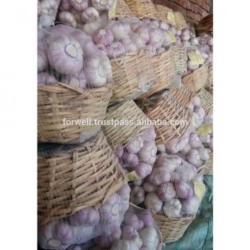Garlic Type and Common Cultivation Type fresh garlic prices