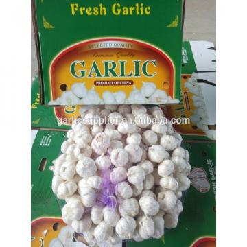 Garlic fresh