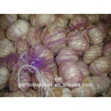 normal white garlic new crop