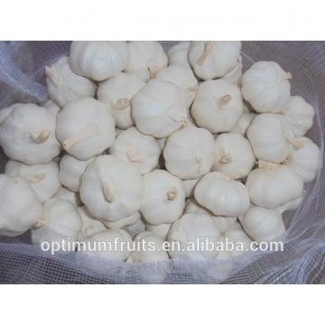 Bulk Jinxiang garlic for sale white garlic price