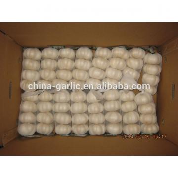 China cold storage fresh Garlic small packing good quality low price