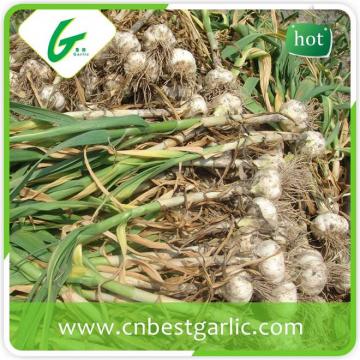 Natural garlic fresh red chinese high quality fresh garlic
