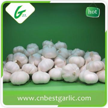 5.5cm white fresh chinese cheap garlic price