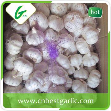 China fresh natural garlic in carton normal white