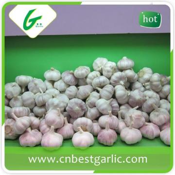 New fresh chinese selected normal white garlic fresh in china
