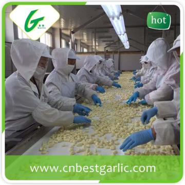 Fresh peeled garlic bag packing