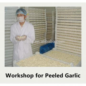 Fresh peeled garlic of the highest quality, pared and peeled by hand