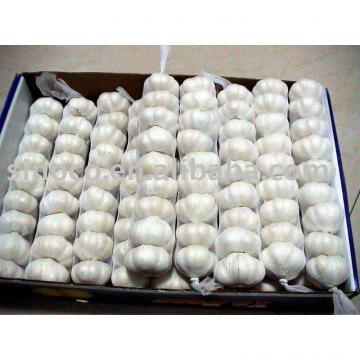 Fresh Garlic In China (Normal white)