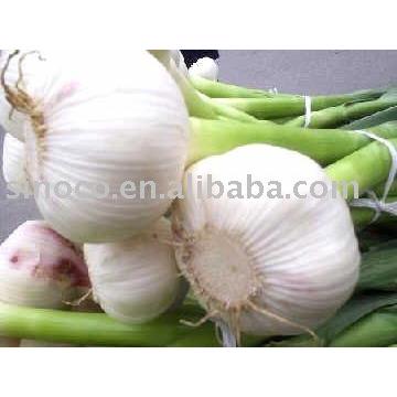 2017 white garlic