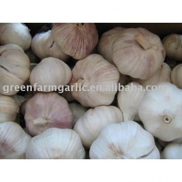 2011 clod room chinese fresh garlic