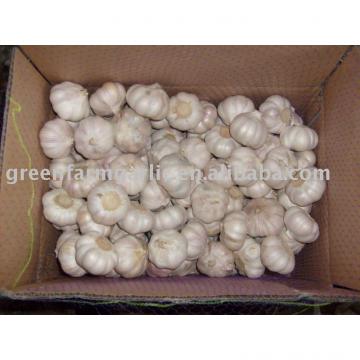 chinese fresh garlic