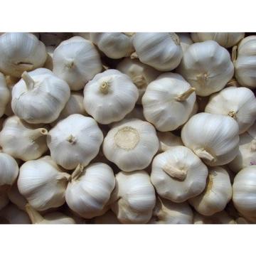 fresh white garlic and red garlic in jinxiang