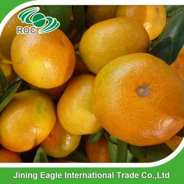 Fresh sweet small nanfeng mandarin orange wholesale