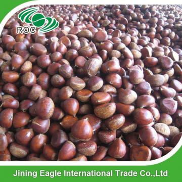 Wholesale common cultivation type nutritive fresh chestnuts