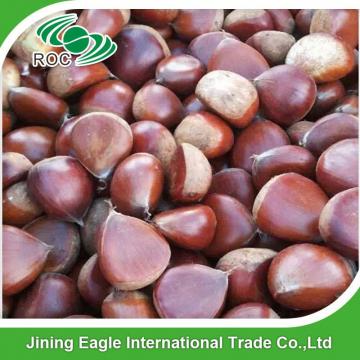 Wholesale common cultivation type nutritive fresh chestnuts