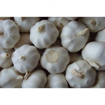 wholesale alibaba normal white garlic price black garlic