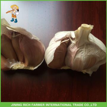 Fresh Normal White Garlic 5.0cm In 10kg Carton For Columbia Cheapest Price High Quality