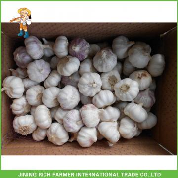 Cheapest Price High Quality Fresh Red White Garlic Mesh Bag In 10KG Carton