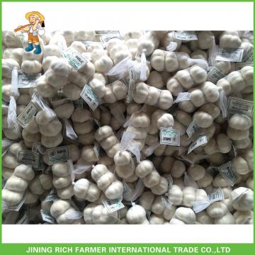 Cheapest Price High Quality Fresh Super White Garlic Mesh Bag In Carton